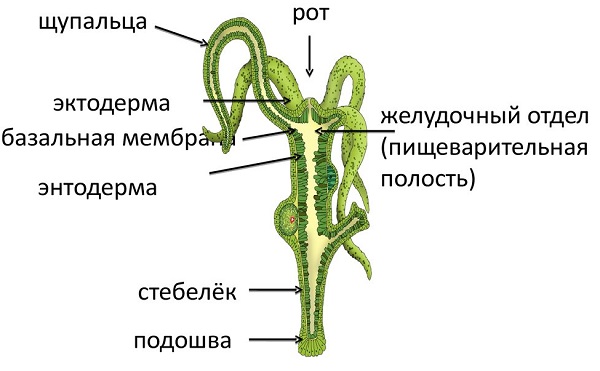 Кракен даркнет вход